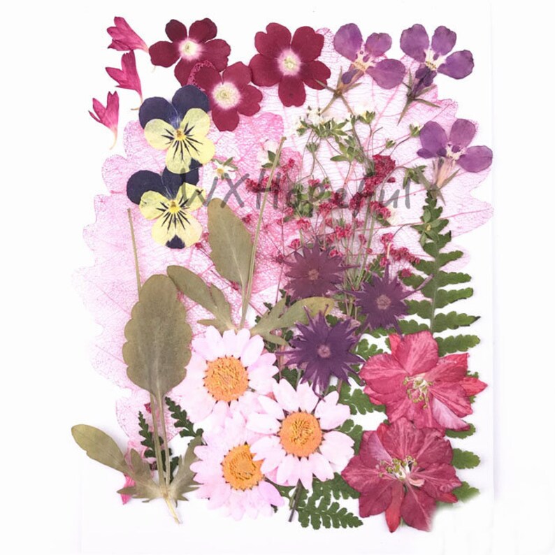 Real Dried Pressed flowers Assorted Colorful Daisies Leaves Etsy