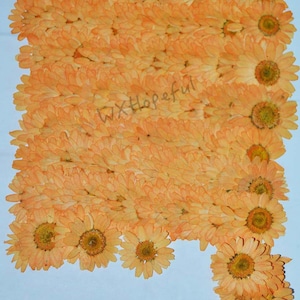 100 pieces Real Dried Pressed flowers Orange Daisies
