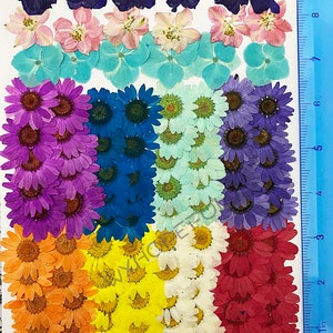 98 pieces Real Dried Pressed flowers Colorful Daisies