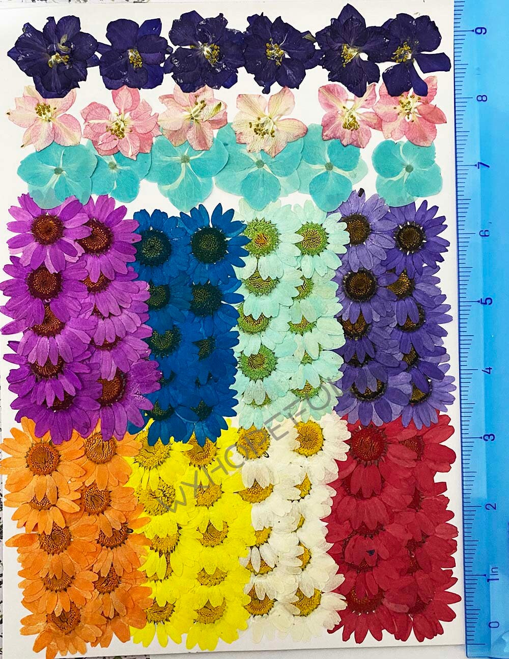 本物のドライ押し花 カラフルなデイジー 98 個 - Etsy 日本