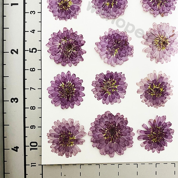 100 pieces Real Dried Pressed flowers mini lilac chrysanthemun