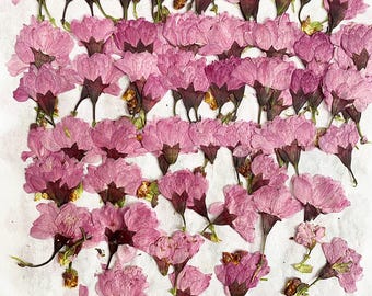 Real Dried Pressed flowers Purple Sakura