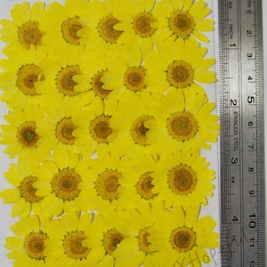 Real Dried Pressed flowers Yellow Daisies - 25 pieces