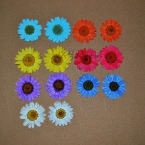 14 pieces Real Dried Pressed flowers Colorful Daisies