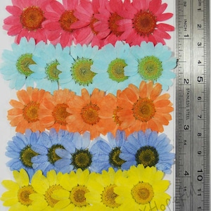 Real Dried Pressed flowers Colorful Daisies - 25 pieces