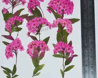 May include: Seven sprigs of pink pressed flowers with green leaves. The flowers are arranged in a random pattern on a white background. A ruler is visible on the right side of the image.