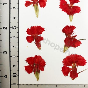 Real Dried Pressed flowers Dianthus chinensis