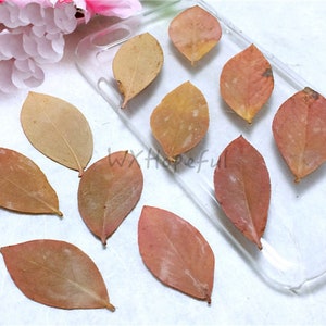 12 pieces Real Dried Pressed flowers blueberry leaves