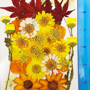 Könnte beinhalten: Sortiment aus gepressten Blumen und Blättern, darunter rote Ahornblätter, weiße und gelbe Blüten sowie orangefarbene Blüten. Die Blüten sind auf einem weißen Hintergrund mit einem Lineal im Hintergrund angeordnet.