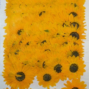 Real Dried Pressed flowers Yellow Red Sunflowers