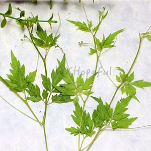 12 pieces Real Dried Pressed flowers Cardiospermum halicacabum