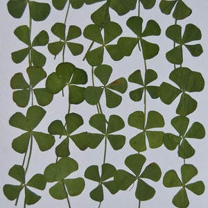 May include: A collection of dried four-leaf clovers, pressed and preserved, with stems intact. The clovers are arranged in a random pattern on a white background.