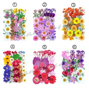 Könnte beinhalten: Sechs Sätze gepresster Blumen, jede Reihe mit einer Nummer von 1 bis 6 gekennzeichnet. Die Blumen sind in verschiedenen Farben angeordnet, darunter Rosa, Lila, Gelb, Orange und Weiß. Die Blumen sind flach gepresst und bereit für Bastelarbeiten.
