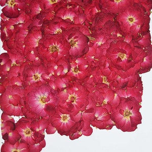 Real Dried Pressed flowers Red Mini Rose