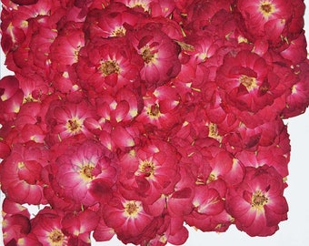 Puede incluir: Una colección de pétalos de rosa roja secos, perfectos para manualidades o decoración.