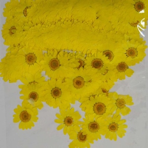 100 pieces Real Dried Pressed flowers Yellow Daisies