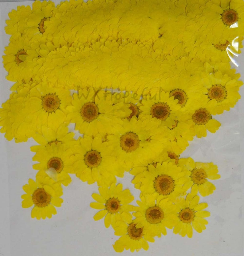 100 Pieces Real Dried Pressed Flowers Yellow Daisies Etsy