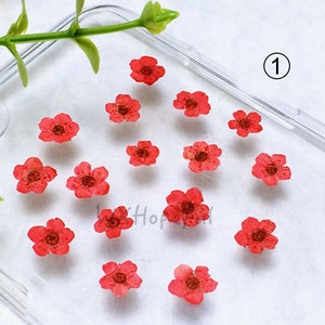 20 pieces Real Dried Pressed flowers Colorful Narcissus