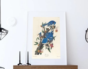 Audubon Blauhäher Poster: Vintage Vogel Kunst