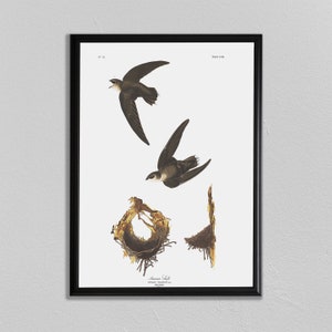 John Audubon Print, American Swift, John James Audubon, Audubon Prints, Dining Room Art, Living Room Art, Kitchen Art Decor