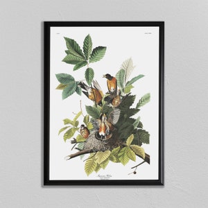 John Audubon Print, American Robin, John James Audubon, Audubon Prints, Dining Room Art, Living Room Art, Kitchen Art Decor