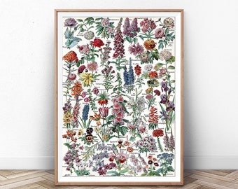 May include: A vintage botanical illustration featuring a variety of flowers in various colours, including red, pink, blue, yellow, and white. The flowers are arranged in rows and labelled with their scientific names in German.