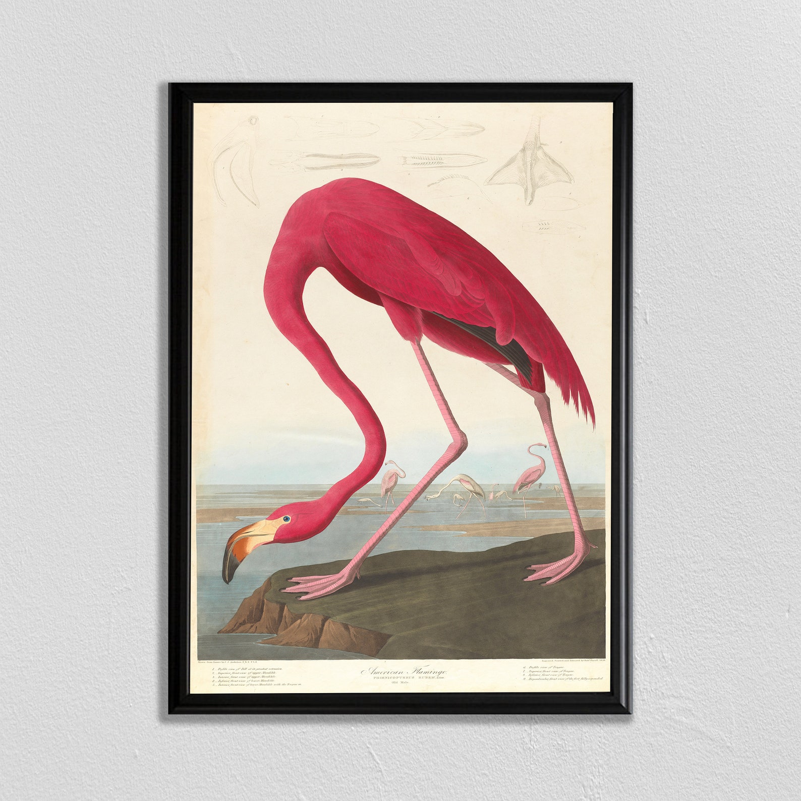 Wall Art Print Flamingo Print Flamingo Wall Art Flamingo Etsy