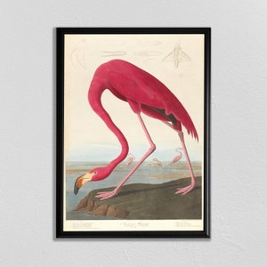 John Audubon bird print, Flamingo Print, Bird Poster, Vintage Animal Print, Antique Bird Painting, John James Audubon, uccelli d'America
