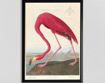 John Audubon Flamingo Print: Vintage Bird of America Poster