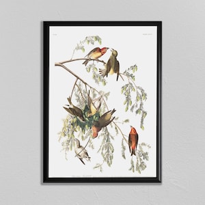 John Audubon Print, American Crossbill, John James Audubon, Audubon Prints. Dining Room Art, Living Room Art, Kitchen Art Decor