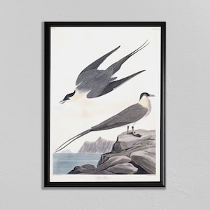 John Audubon Print, American Swift, John James Audubon, Audubon Prints, Dining Room Art, Living Room Art, Kitchen Art Decor
