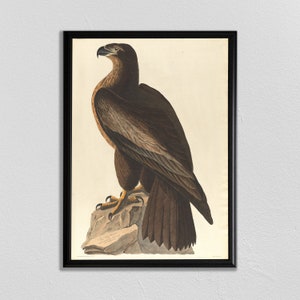 Impresión de aves Audobon, águila marina americana, cartel de aves, impresión de animales vintage, pintura de aves antiguas, John James Audubon, cartel de animales