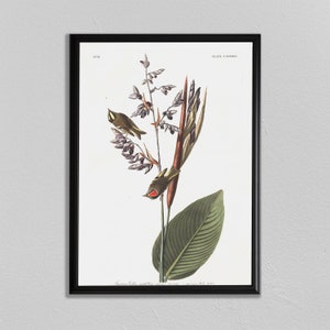 John Audubon Print, American Golden crested-Wren, John James Audubon, Audubon Prints. Dining Room Art, Living Room Art, Kitchen Art Decor