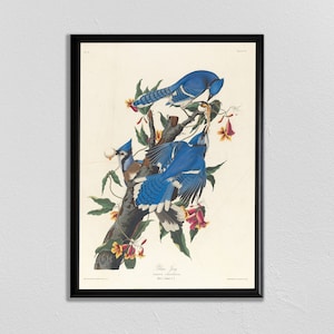 Audobon impresión de pájaro, arte azul Jay, cartel de aves, impresión de animales vintage, pintura de aves antiguas, John James Audubon, cartel de animales