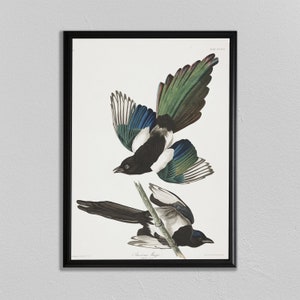 John Audubon Print, American Magpie, John James Audubon, Audubon Prints, Dining Room Art, Living Room Art, Kitchen Art Decor
