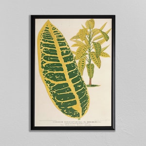 Botanical Prints, Vintage Flower Print, Codiaeum variegatum, Home Decor, Wall Art, Plants