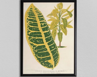 Botanical Prints, Vintage Flower Print, Codiaeum variegatum, Home Decor, Wall Art, Plants