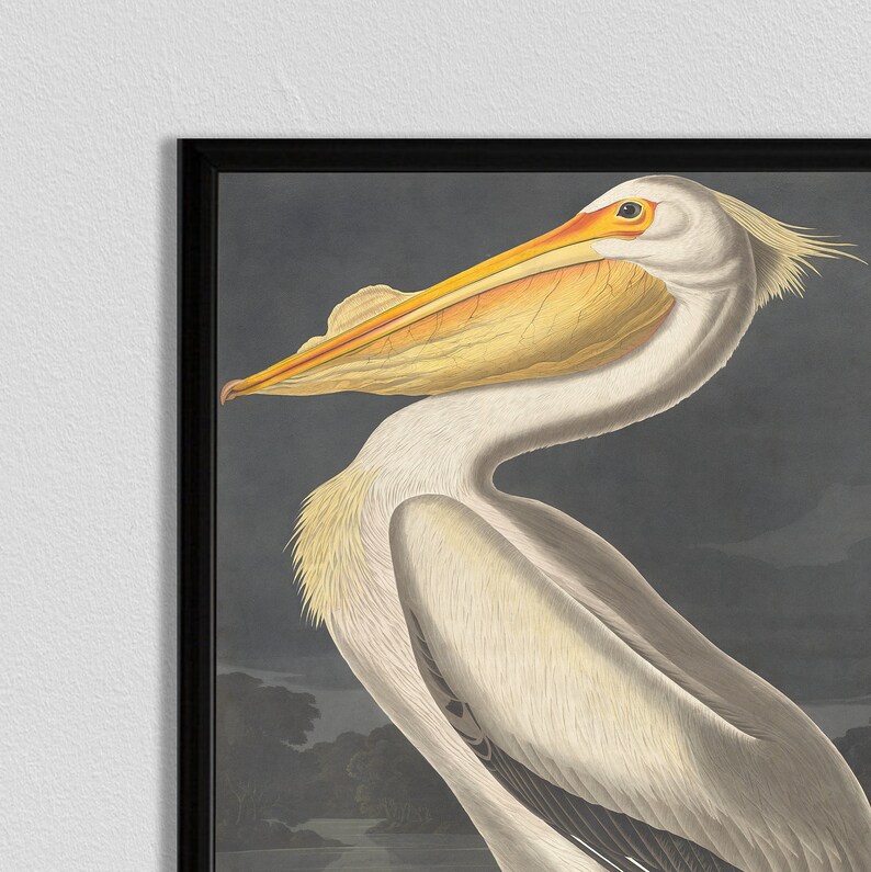 Audubon amerikansk vit pelikantryck: Vintage fågelillustration bild 5