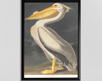 John Audubon print, American white pelican, Bird Poster, Vintage Animal Print, Antique Bird Painting, John James Audubon, Animal Poster