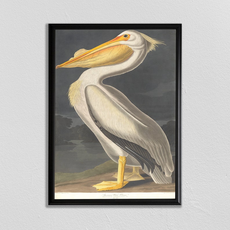 John Audubon Print American White Pelican Bird Poster Etsy