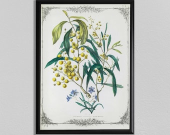 Vintage Wildflowers of Australia Print: Botanical Wall Art