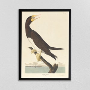 Audobon impresión de pájaro, Arte de alcatrace Booby, Cartel de aves, Vintage Animal Print, Pintura de aves antiguas, John James Audubon, Cartel de animales