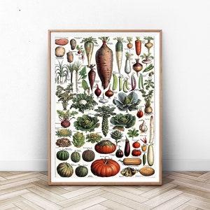 Vintage Vegetable Print 1909 - Adolphe Millot Poster Home Decor Botanical Print Romantic Floral Illustration Science Cooking Art Print