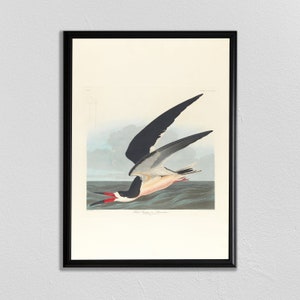 Audobon impresión de pájaro, arte de skimmer negro, cartel de aves, impresión de animales vintage, pintura de aves antiguas, John James Audubon, cartel de animales