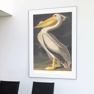 Audubon American White Pelican Print: Vintage Bird Illustration