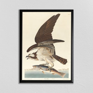 Impresión de pájaro Audobon, Arte de Osprey, Cartel de pájaro, Impresión de animales vintage, Pintura de pájaro antiguo, John James Audubon, Cartel de animales