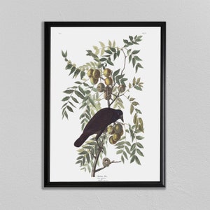 John Audubon Print, American Crow, John James Audubon, Audubon Prints. Dining Room Art, Living Room Art, Kitchen Art Decor