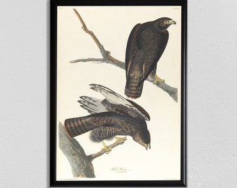 Stampa Audubon Falcon: poster d'arte vintage con uccelli