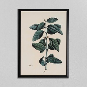 Botanical Prints, Vintage Flower Print, A BOTANICAL STUDY, Home Decor, Wall Art, Plants, affiche de la plante