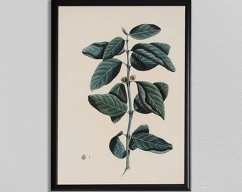 Lámina botánica vintage: estudio de plantas de hojas verdes, decoración del hogar